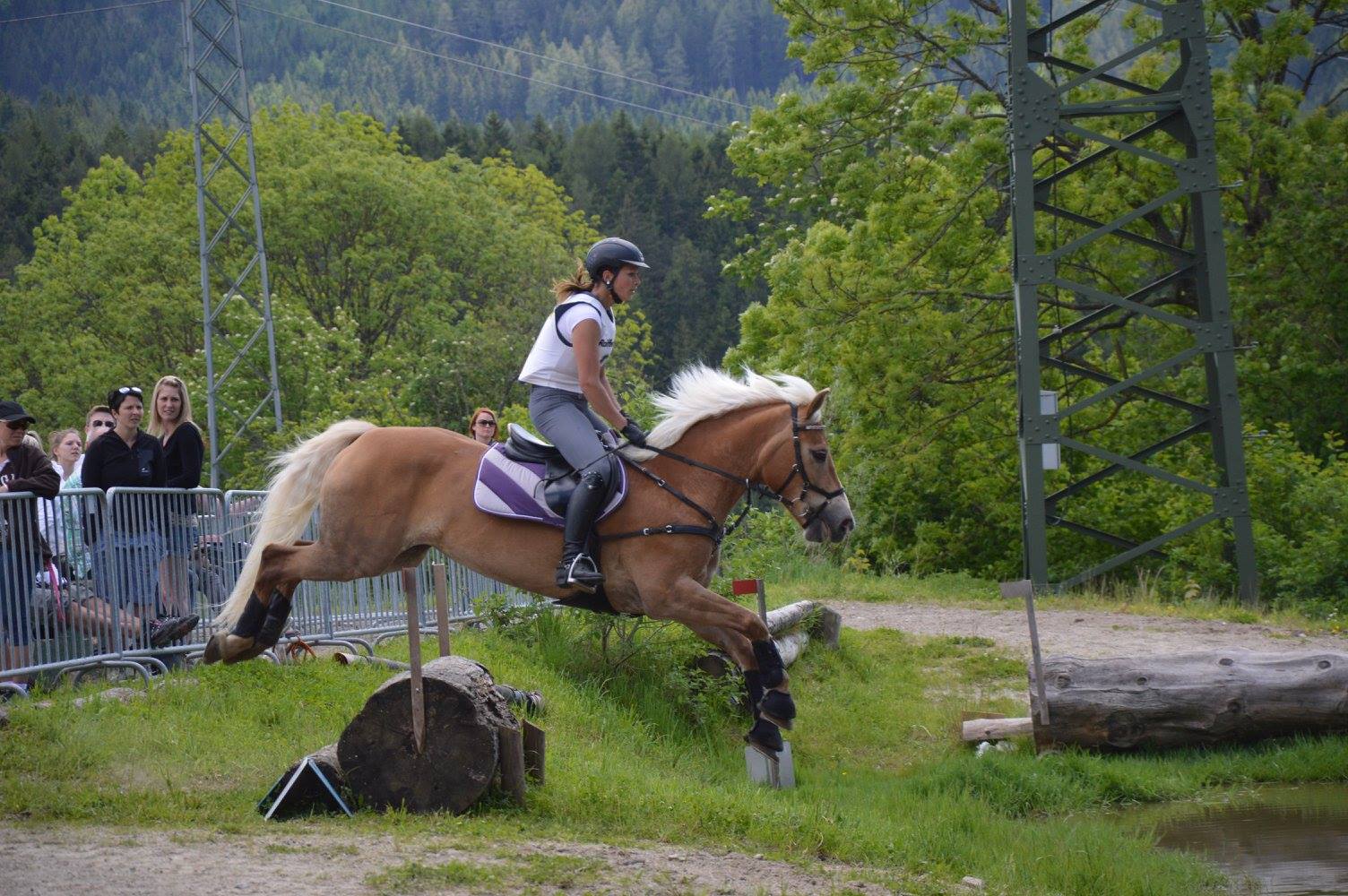 Haflinger Event Horse